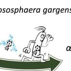 Nitrososphaera gargensis